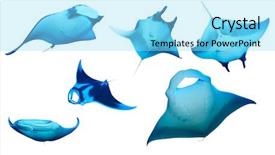  Presentation with uv rays - PPT layouts enhanced with manta rays isolated on white background and a arctic colored foreground