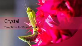  Presentation with bougainvillea - Beautiful slides featuring mantis on a pink bougainvillea backdrop and a  colored foreground