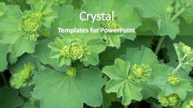  Presentation with tobacco leaves closeup - Audience pleasing slide deck consisting of photo of lady's mantle backdrop and a seafoam green colored foreground