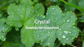  Presentation with water beads - Colorful slide deck enhanced with dwarf lady's mantle backdrop and a ocean colored foreground