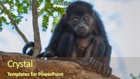  Presentation with baby tree - PPT layouts having mantled howler alouatta palliata baby background and a tawny brown colored foreground
