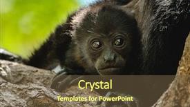  Presentation with baby tree - Colorful theme enhanced with mantled howler alouatta palliata baby backdrop and a tawny brown colored foreground