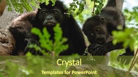  Presentation with baby tree - Audience pleasing theme consisting of mantled howler alouatta palliata female backdrop and a tawny brown colored foreground