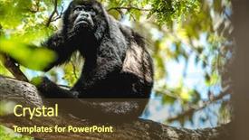  Presentation with apple tree golden - Colorful presentation enhanced with mantled howler alouatta palliata golden backdrop and a tawny brown colored foreground