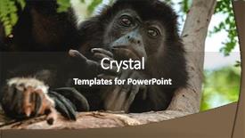  Presentation with apple tree golden - PPT layouts featuring mantled howler alouatta palliata golden background and a tawny brown colored foreground