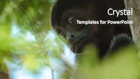  Presentation with golden - Colorful PPT layouts enhanced with mantled howler alouatta palliata golden backdrop and a wine colored foreground