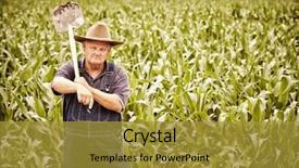  Presentation with corn fields - Audience pleasing PPT layouts consisting of manual labor - vintage old farmer backdrop and a gold colored foreground
