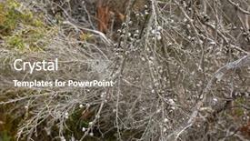  Presentation with tea plant - Presentation theme consisting of manuka myrtle showing seed capsules background and a gray colored foreground