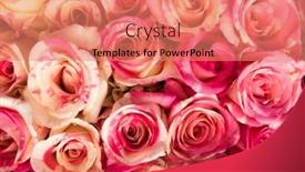  Presentation with roses - Presentation theme with many-beautiful-orange-roses background and a coral colored foreground