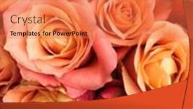  Presentation with roses - Slide set with many-beautiful-orange-roses background and a coral colored foreground