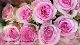  Presentation with pink roses - PPT theme featuring many-beautiful-pink-roses background and a coral colored foreground
