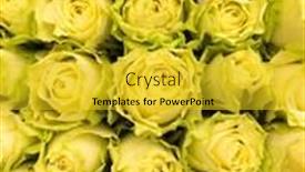  Presentation with roses - Presentation theme with many-beautiful-yellow-roses background and a gold colored foreground