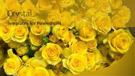  Presentation with roses - PPT theme having many-beautiful-yellow-roses background and a gold colored foreground