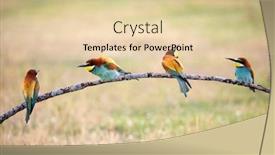  Presentation with eaters - Amazing presentation design having many-bee-eaters-perched backdrop and a lemonade colored foreground