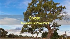  Presentation with winery - Cool new PPT layouts with many big gum trees growing along the vineyard street in coonawarra winery region in the evening during autumn in south australia backdrop and a tawny brown colored foreground