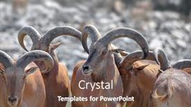  Presentation with shot - PPT theme featuring many-big-horn-sheeps-close background and a tawny brown colored foreground