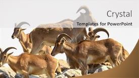  Presentation with rocks - Theme having many-big-horn-sheeps background and a white colored foreground