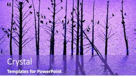  Presentation with birds - Presentation theme having many-birds-wood-ducks-perched background and a cobalt blue colored foreground