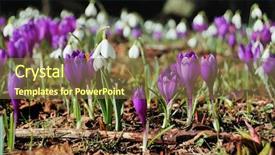  Presentation with spring - Beautiful PPT theme featuring many-blossoming-snowdrops-and-crocuses backdrop and a tawny brown colored foreground