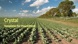  Presentation with modern agriculture icons and field - Audience pleasing presentation theme consisting of many cabbages in the field backdrop and a tawny brown colored foreground