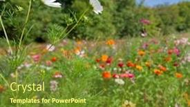  Presentation with cosmos - Slide deck with many colorful flowers with white cosmos in the front background and a tawny brown colored foreground