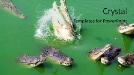  Presentation with crocodile - Presentation enhanced with horror lake - many crocodile in the green background and a ocean colored foreground