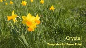  Presentation with daffodil - 