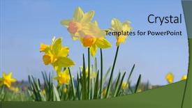  Presentation with daffodil - Colorful presentation theme enhanced with many daffodil flowers backdrop and a light blue colored foreground