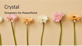  Presentation with different - Amazing slide deck having many different colorful gerbera flowers backdrop and a lemonade colored foreground