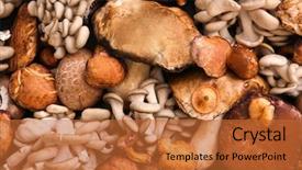  Presentation with mushrooms - Beautiful slides featuring many different mushrooms as background backdrop and a red colored foreground