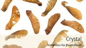  Presentation with soybean seed soy field seeding - Colorful PPT theme enhanced with many dried sycamore maple seed backdrop and a lemonade colored foreground