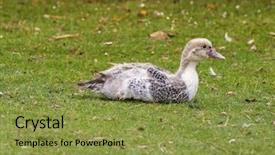  Presentation with juvenile - Theme featuring many feathers in tasmania australia background and a gold colored foreground