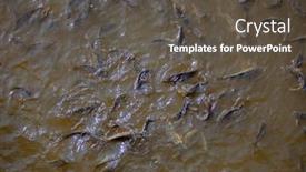 Presentation with fish pond - PPT theme consisting of many-fish-on-the-surface background and a dark gray colored foreground