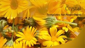  Presentation with calendula - Cool new PPT layouts with many-flowers-marigold-calendula-background backdrop and a gold colored foreground