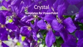  Presentation with clematis - Audience pleasing presentation design consisting of many flowers of purple clematis closeup backdrop and a violet colored foreground