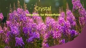  Presentation with purple flowers - Presentation theme enhanced with many-fresh-purple-flowers-fluttering background and a tawny brown colored foreground