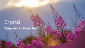 Presentation with purple flowers - Presentation theme consisting of many-fresh-purple-flowers-fluttering background and a gray colored foreground