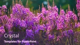  Presentation with purple flowers - Slide set enhanced with many-fresh-purple-flowers-fluttering background and a violet colored foreground