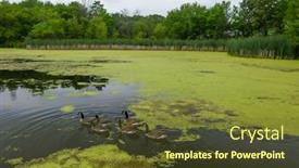  Presentation with geese - Presentation design consisting of many-geese-swim-in-summer background and a tawny brown colored foreground