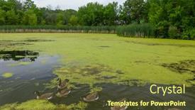  Presentation with geese - Beautiful theme featuring many-geese-swim-in-summer backdrop and a tawny brown colored foreground