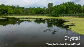  Presentation with canadian - PPT layouts with many-geese-swim-in-summer background and a dark gray colored foreground