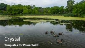  Presentation with geese - Colorful slide deck enhanced with many-geese-swim-in-summer backdrop and a dark gray colored foreground