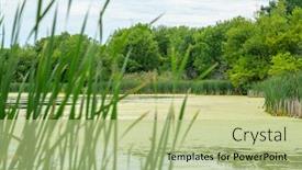  Presentation with geese - Theme having many-geese-swim-in-summer background and a mint green colored foreground