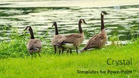  Presentation with swim - Audience pleasing PPT layouts consisting of many-geese-swim-in-summer backdrop and a gold colored foreground