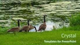  Presentation with geese - Slide deck featuring many-geese-swim-in-summer background and a tawny brown colored foreground