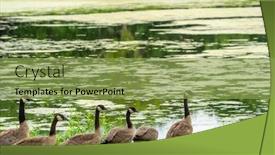  Presentation with geese - Cool new theme with many-geese-swim-in-summer backdrop and a yellow colored foreground