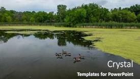  Presentation with geese - Amazing slide deck having many-geese-swim-in-summer backdrop and a tawny brown colored foreground