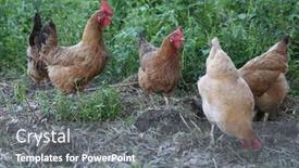  Presentation with farmyard - Presentation enhanced with many-hens-and-chickens background and a gray colored foreground