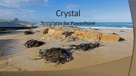  Presentation with australia - Slide deck consisting of many huge bull kelp bullwhip background and a  colored foreground