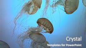  Presentation with water color - Theme featuring many jelly fish in turquoise background and a teal colored foreground